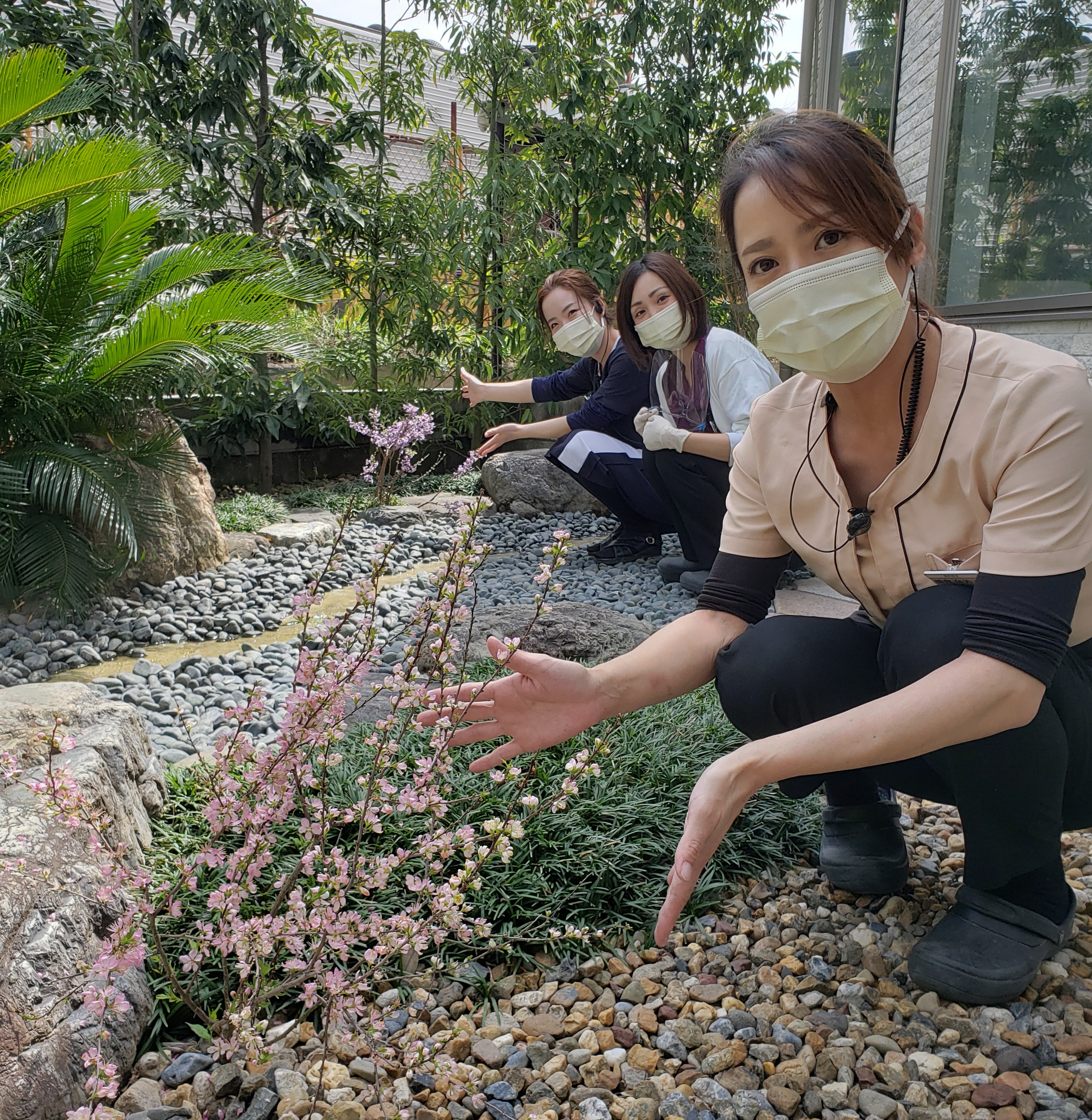 梅の花